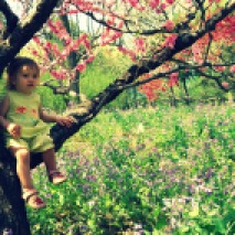 Isabel in a peach tree (Beijing Botanical Gardens)