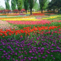 Tulips at the Beijing Botanic Garden