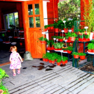 Plants for sale at Purple Bamboo