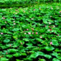 a water field of lotuses