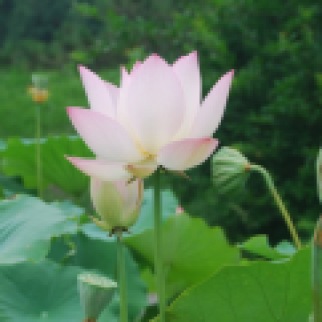 a lotus flower next to pods