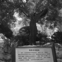 The tree where the last emperor of the Ming Dynasty hung himself: enter the Qing Dynasty!